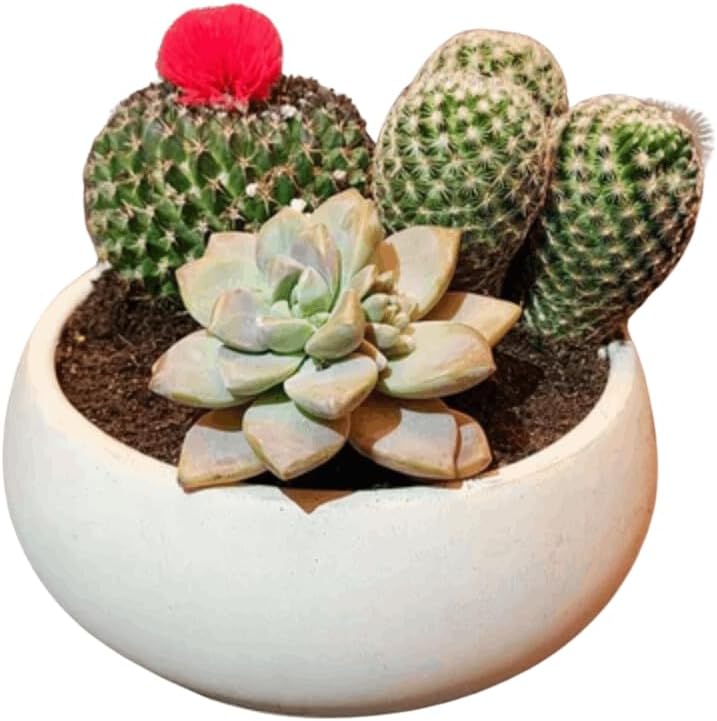 Concrete Succulent Pot Bowl, Modern Decor, Gift, Wedding/Shower Favor, Candle Vessel, 6 in, Cement Gray, Without - Set of 3