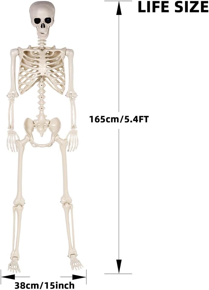 5.4 ft Halloween Skeleton - Life Size Human Skeleton with Full Body Posable Joints - Spooky Scary Plastic Skeleton
