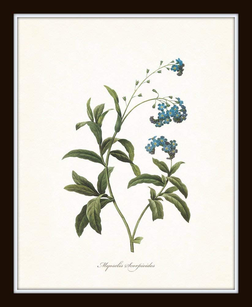 Redoute Blue Botanical Print Set No.7 - Botanical Prints, Wall Art Prints, Vintage Wall Art, Vintage Wall Decor