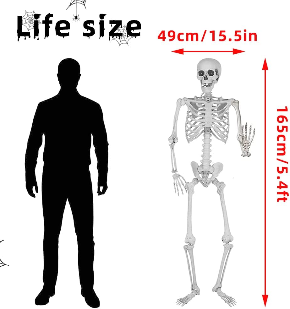 5.4Ft/165cm Halloween Skeleton Full Body Life Size Human Bones with Movable Joints Outdoor Halloween Props Decorations