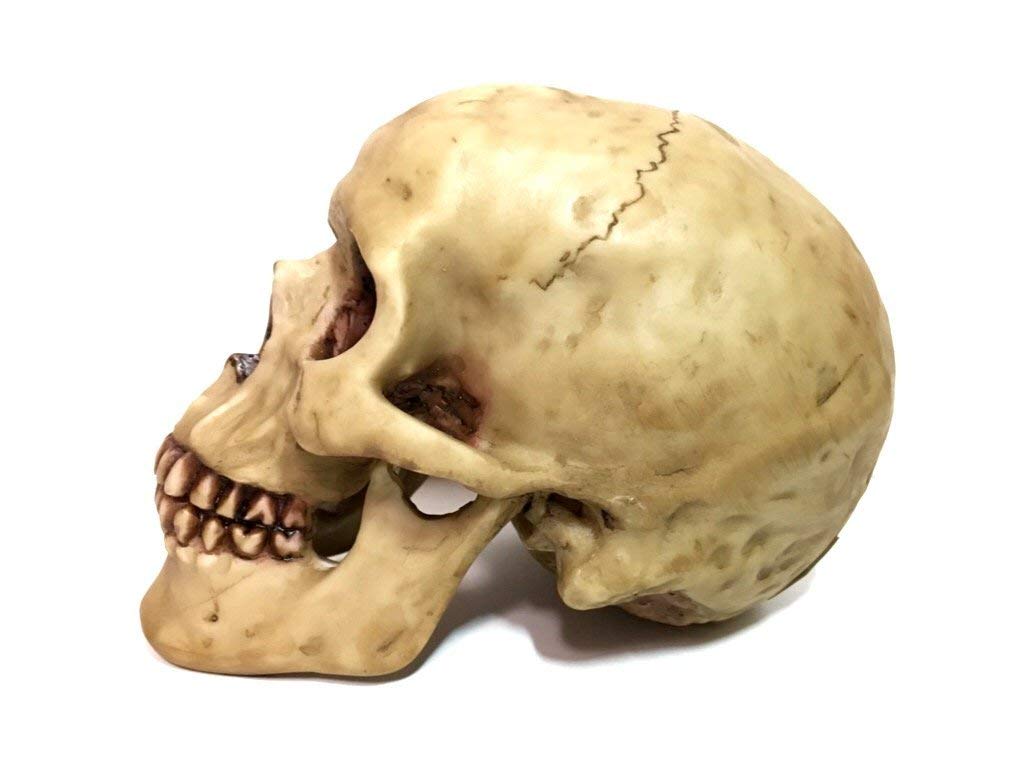 Grinning Highly Realistic Replica Human Skull Statue Home Décor 6.5x4.25x4.6"