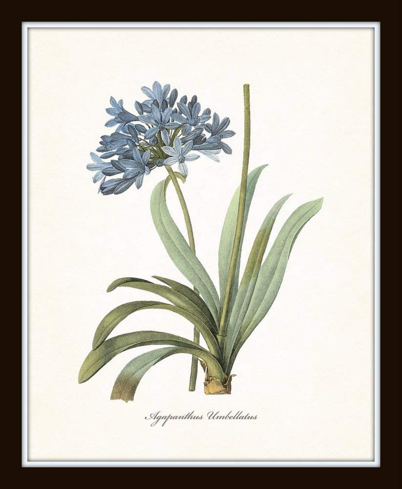 Redoute Blue Botanical Print Set No.7 - Botanical Prints, Wall Art Prints, Vintage Wall Art, Vintage Wall Decor