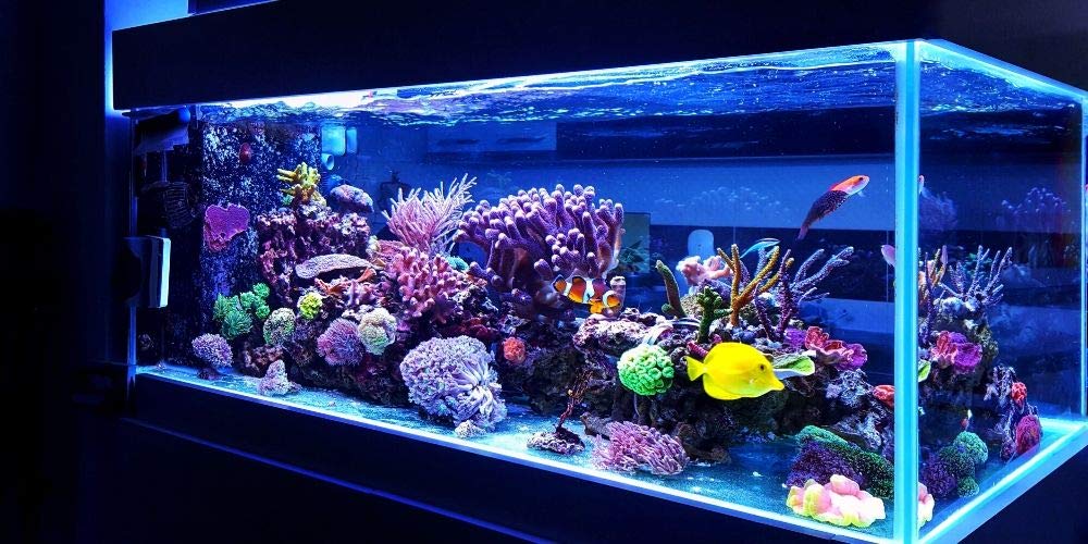 Metal Aquarium Stand (29 Gallon, Black)