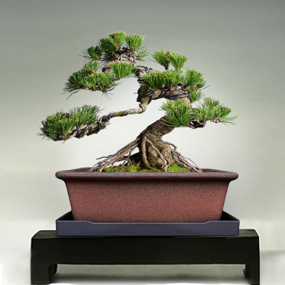 Decorative Ceramic Bonsai Planter Pot 8.5 Inch with Tray, Breathable Unglazed Rectangle Terracotta Clay Pot for Tree