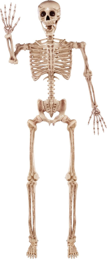 5.6 FT Halloween Posable Life Size Skeleton, Full Body Realistic Bones with Movable Joints, Giant Skeletons Halloween