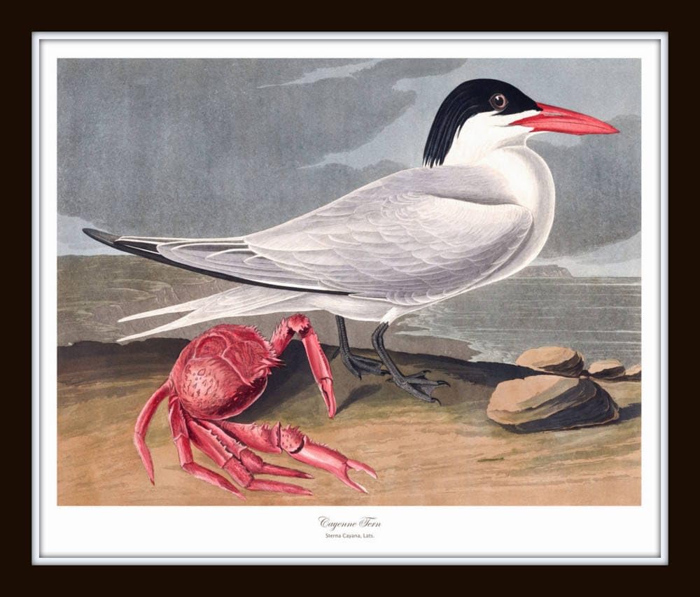 Bird Wall Art Audubon Seabirds Prints No. 6, 8X10 SET OF 2, Unframed