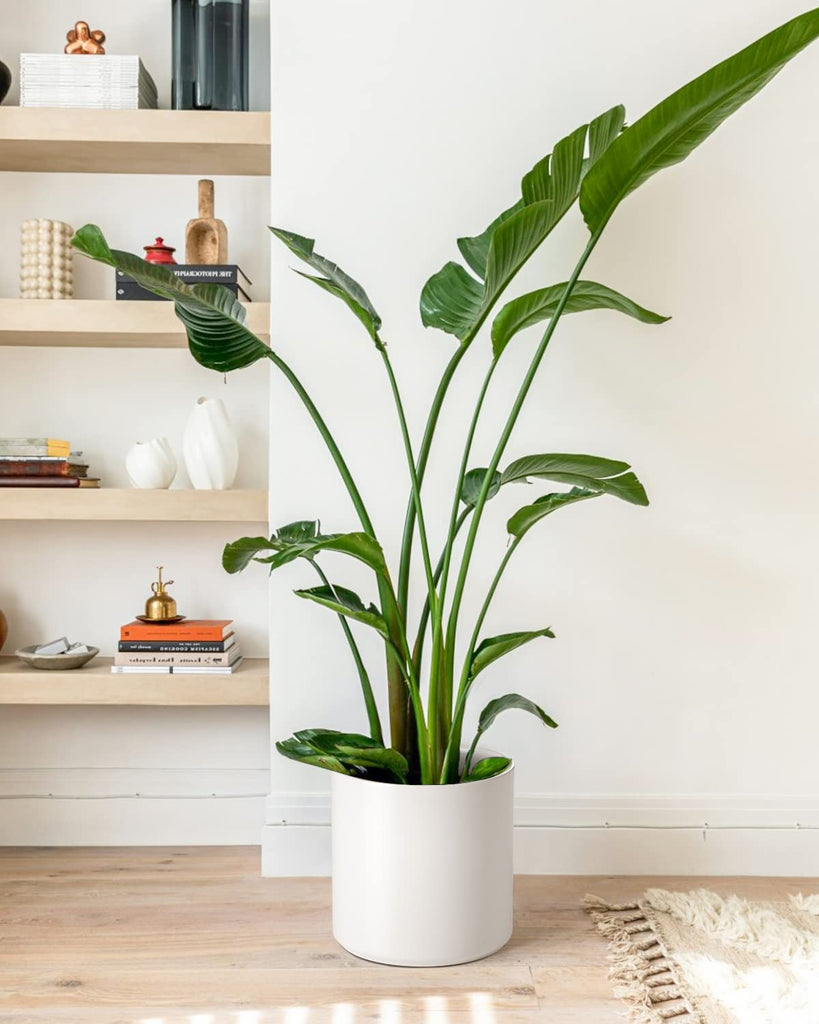 12 Inch Pot for Plants, Ceramic Indoor Planter, White