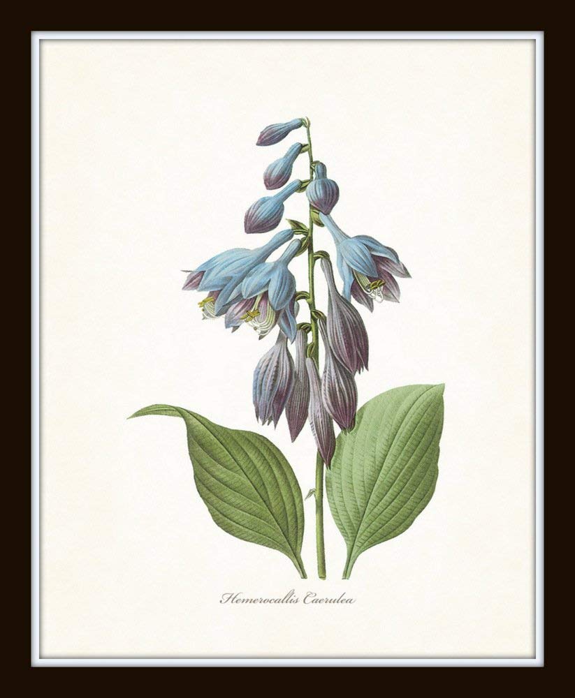 Redoute Blue Botanical Print Set No.7 - Botanical Prints, Wall Art Prints, Vintage Wall Art, Vintage Wall Decor