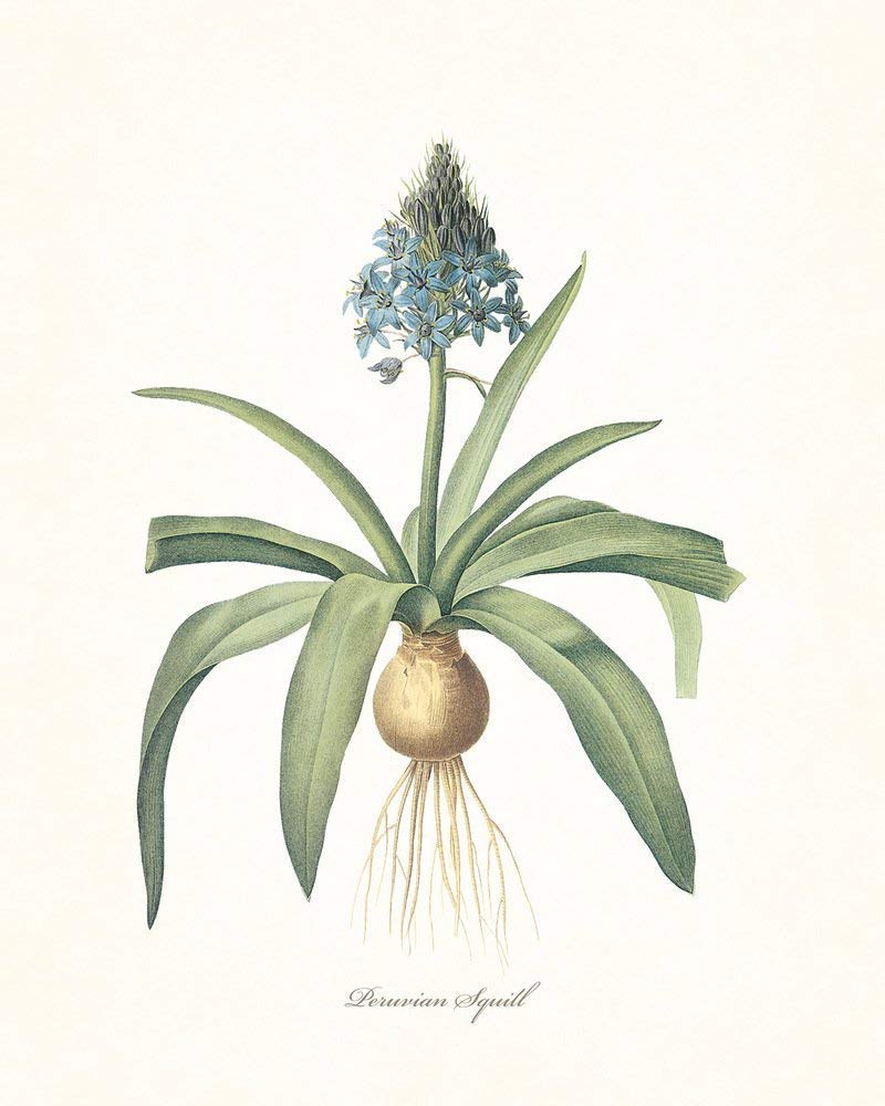 Redoute Blue Botanical Print Set No.7 - Botanical Prints, Wall Art Prints, Vintage Wall Art, Vintage Wall Decor