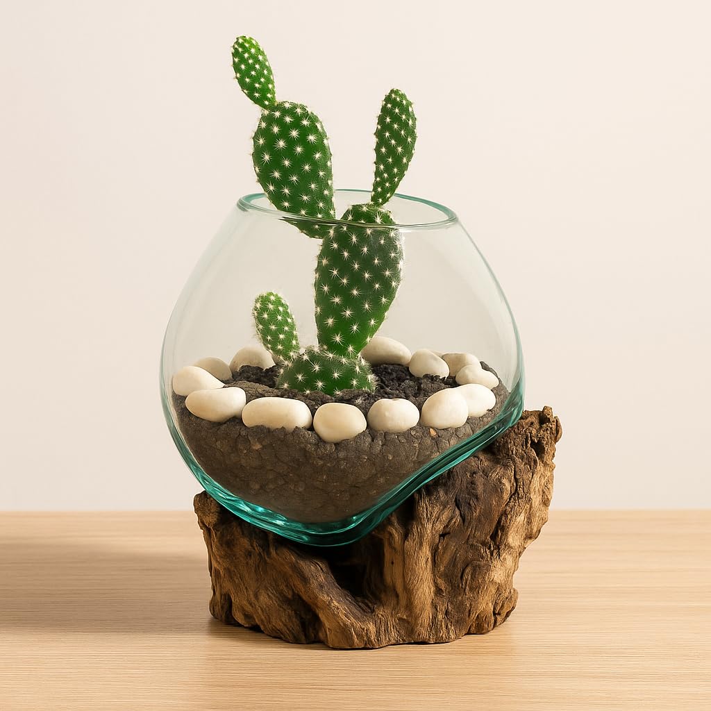 7" Hand-Blown Blue Tinted Bubble Glass On Natural Teak Driftwood Terrarium Kit | Home Décor Indoor Planter with