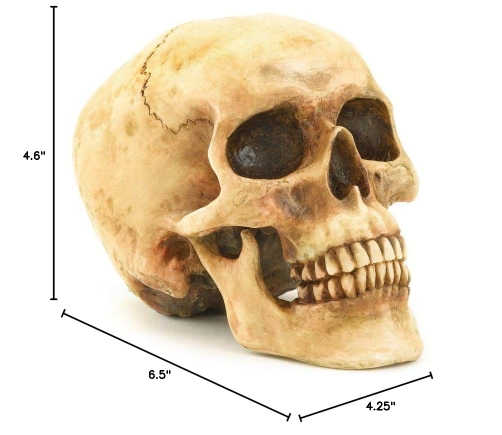 Grinning Highly Realistic Replica Human Skull Statue Home Décor 6.5x4.25x4.6"