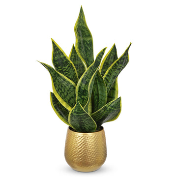 Artificial Snake Plant in Gold Pot, 18" Faux Sansevieria Potted Plant Decor, Fake Snake Plants Laurentii Indoor
