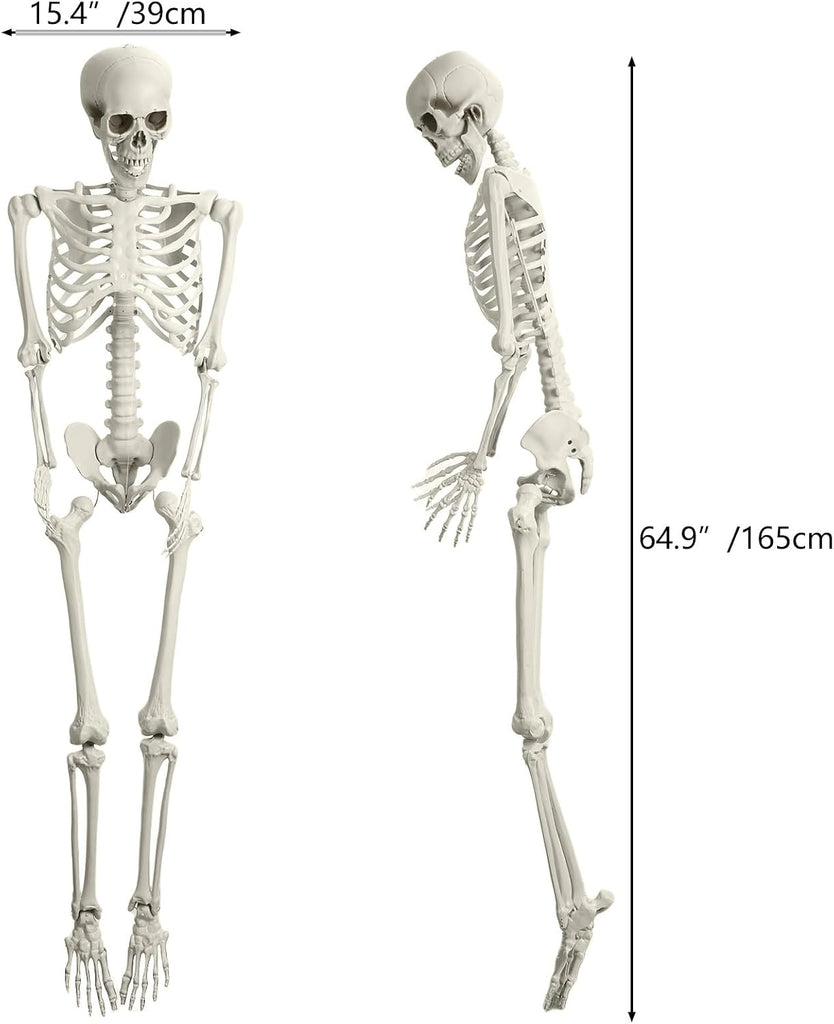 Life Size Skeleton, 5.4Ft/165cm Halloween Skeleton Poseable Skeleton Full Body Human Bones with Movable Joints