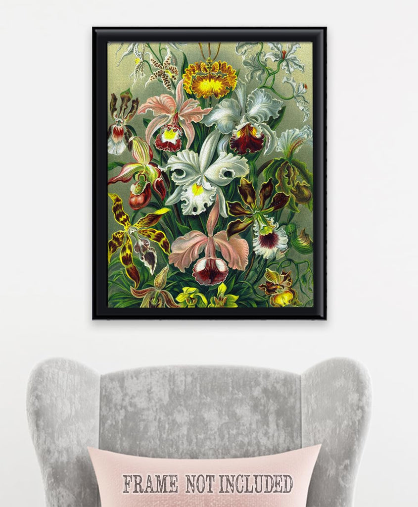 Orchid Botanical Illustration, Ernst Haeckel - 18x24 Unframed Art Print - Makes a Great Home or Office Decor and Gift
