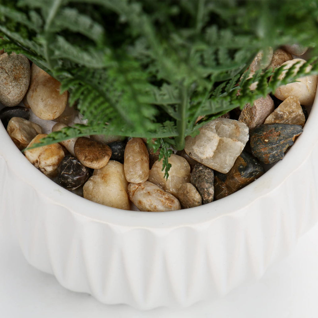 Faux Plant Indoor in Ceramic Pot 12" Artificial Potted Fern Fake House Plants for Desk Office Bathroom Garden