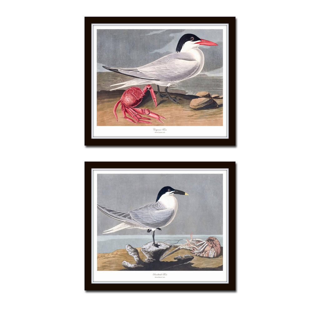 Bird Wall Art Audubon Seabirds Prints No. 6, 8X10 SET OF 2, Unframed