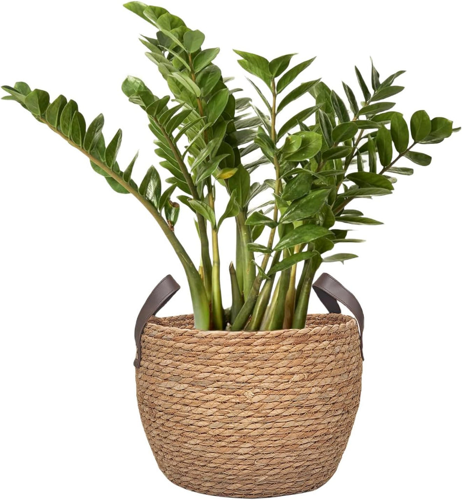 GIB Round Seagrass Storage Baskets Woven Wicker Planter Baskets for Decor | Decorative Basket for Blankets, Plants