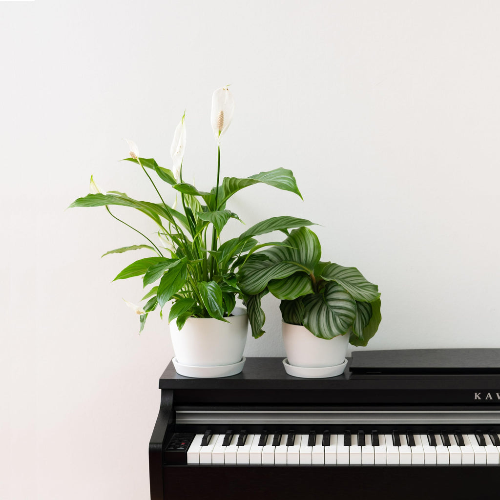 Set of 2 Minimalist Plant Pots (6.5" & 5.5") - Modern Indoor Planters with Drainage & Saucers & Plugs - Durable