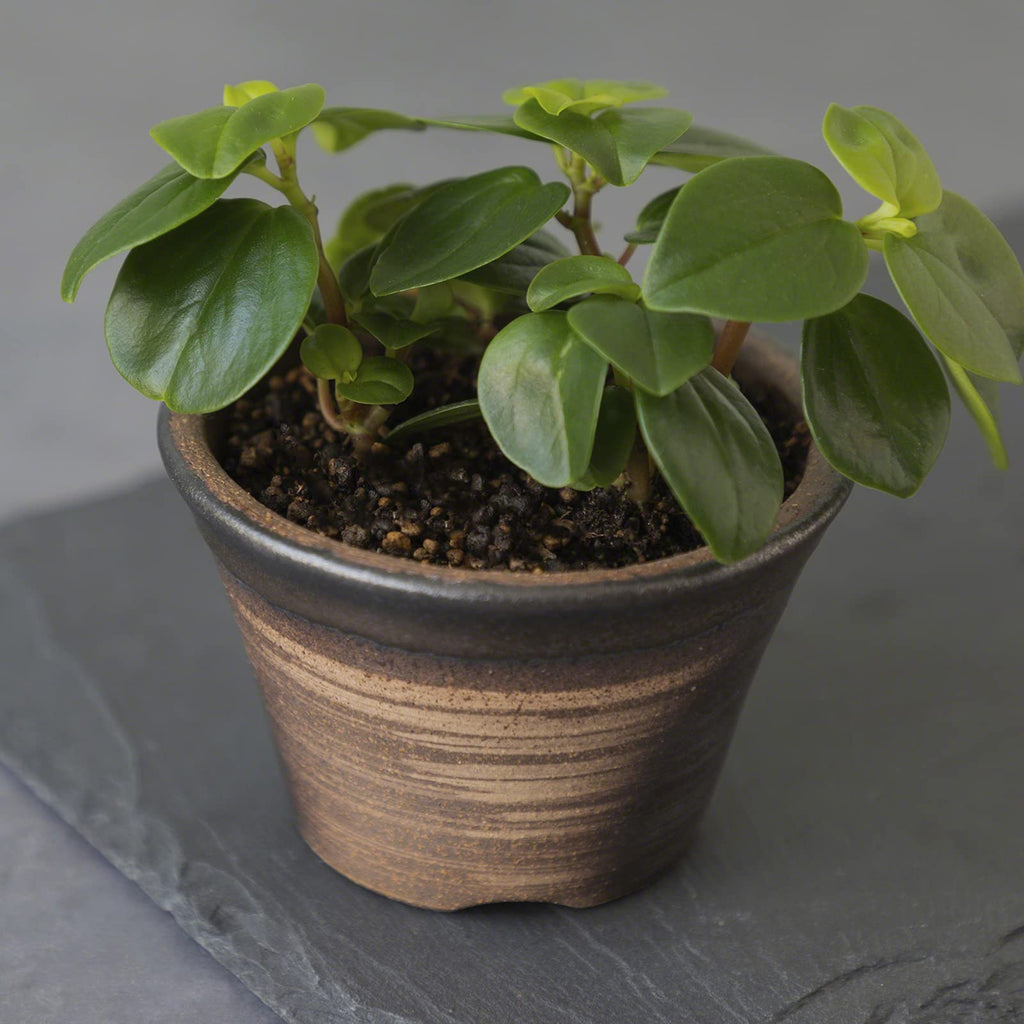 Banko Bonsai Pot 4.3in, Handmade Japanese Planter, Golden Brown