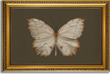 Vintage Butterfly Wall Art 16x24 inch Gold Framed