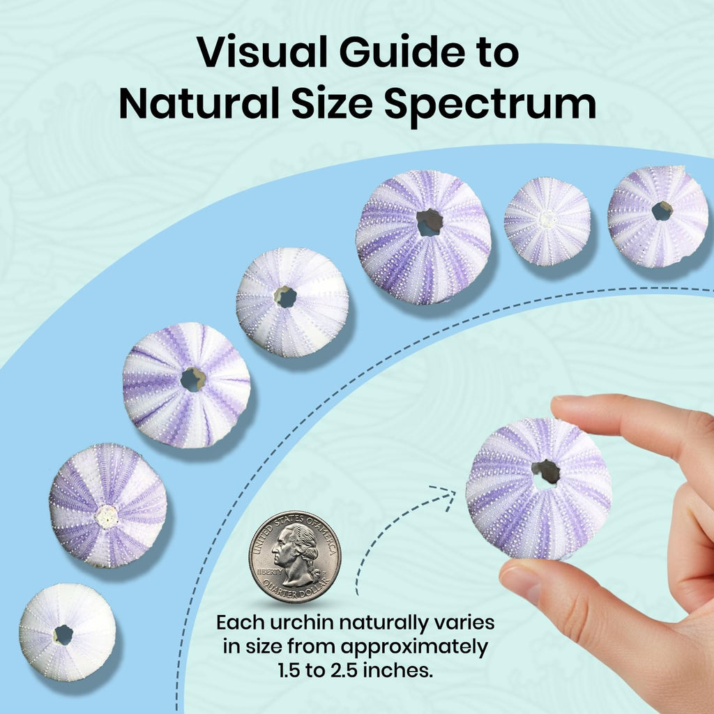 Sea Urchins Shells for Air Plants - 10 Purple (1.5-2.5") Sea Urchin Shells - Hanging Air Plant Holder - Air Plants