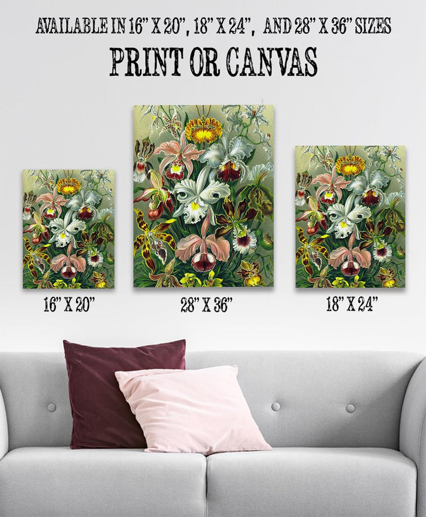 Orchid Botanical Illustration, Ernst Haeckel - 18x24 Unframed Art Print - Makes a Great Home or Office Decor and Gift