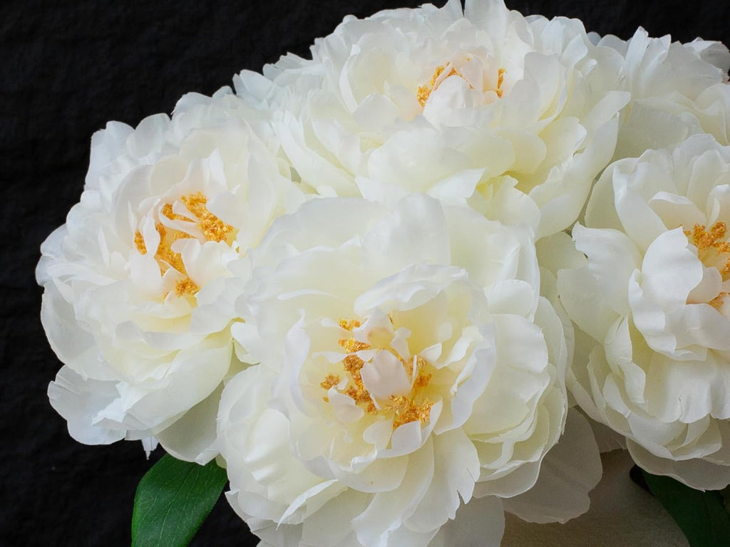 Ivory White Silk Peonies, 16" Artificial Flower Stems Decor - Set of 6