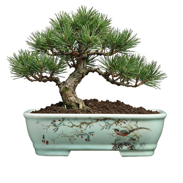 8" Bonsai Pots with Tray, Rectangular Planter in Blue & White