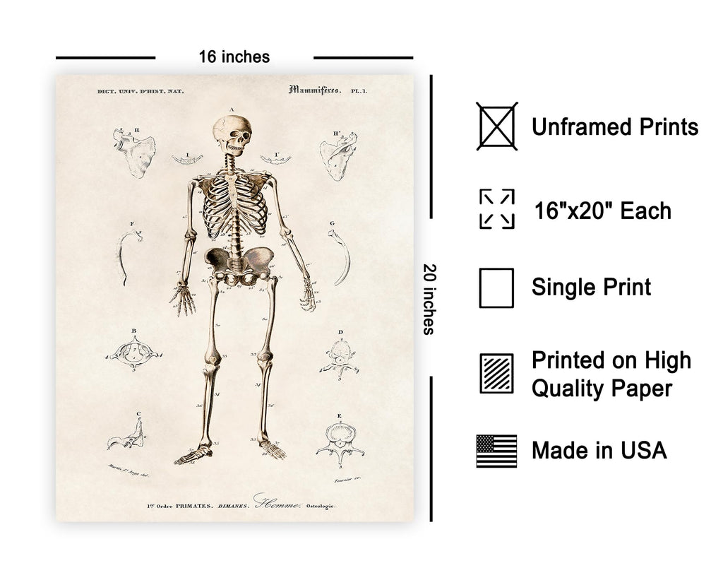 Master Vintage Human Skeleton Poster - Retro Anatomical Print - Illustration Art - Medical Art - Gift for Men & Women