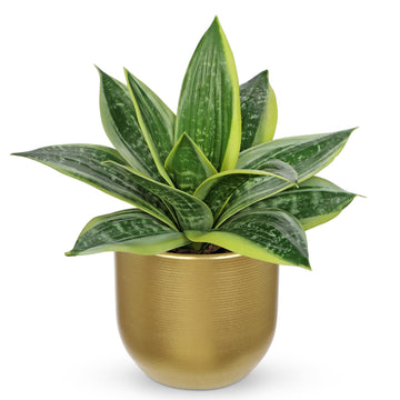 Artificial Snake Plants 9" Faux Agave Succulent Plant Potted in Gold Pot Fake Sansevieria Aloe Tropical Plant for