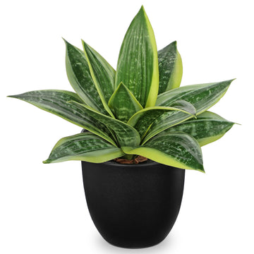 Artificial Snake Plants 9" Faux Agave Succulent Plant Potted in Black Pot Fake Sansevieria Aloe Tropical Plant for