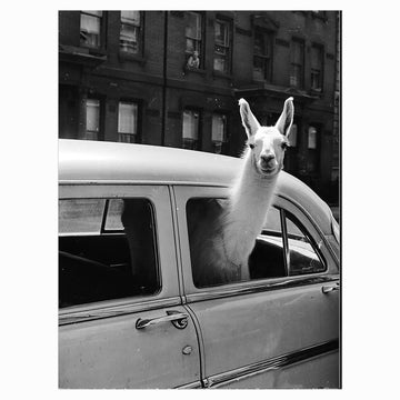 Llama In New York Vintage Photo Printable, Animal Vintage Photo Print, Funny Black And White Photos Of Animals, 1956s