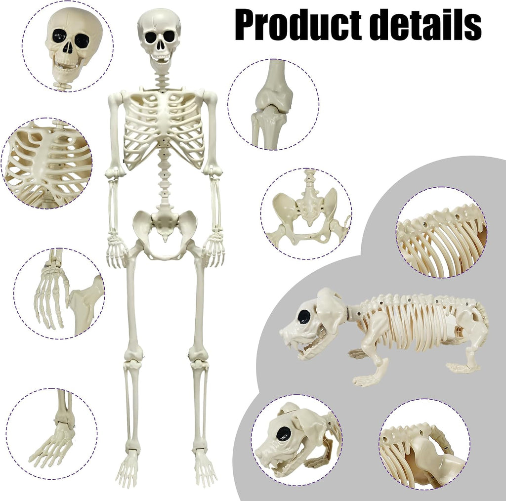 5.4FT Halloween Skeletons Decoration, Posable Life Full Size Skeleton with Dog Skeleton, Realistic Plastic Human - Set of 3