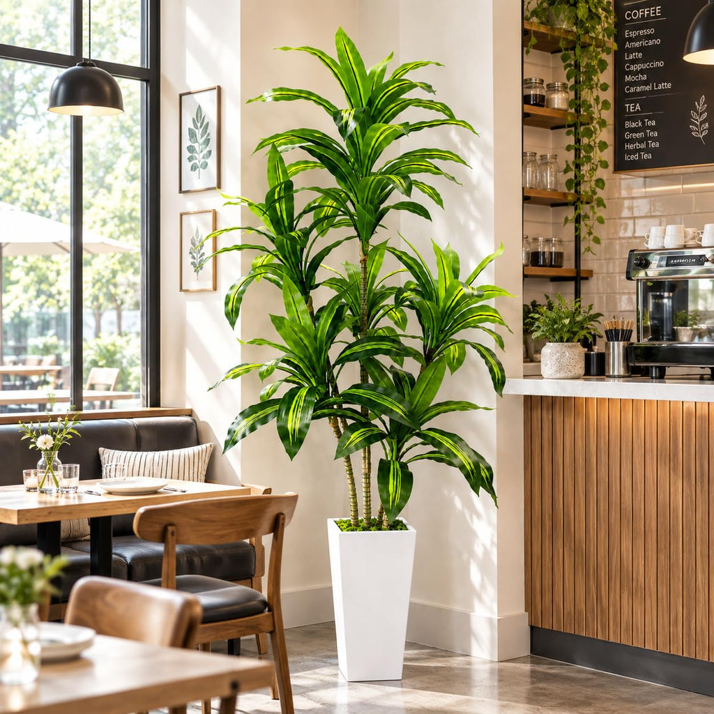 Dracaena Tree with White Tall Planter, 6FT