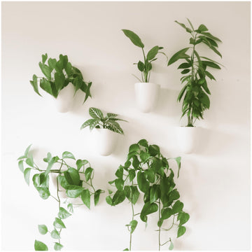 PlantPod Luxe - Self-Watering Wall Planters (Set of 6) - Easy to Water and Install - Lightweight - Design Your Own