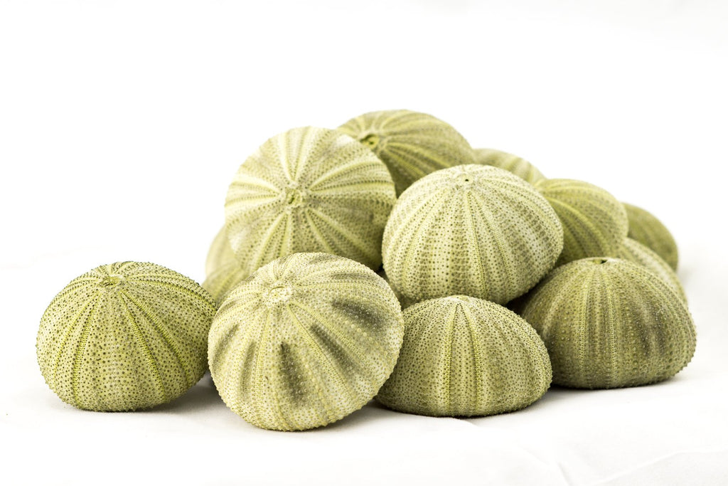 Sea Urchins Shells for Air Plants - 18 Green (1.75-2.5") Sea Urchin Shells - Hanging Air Plant Holder - Air Plants