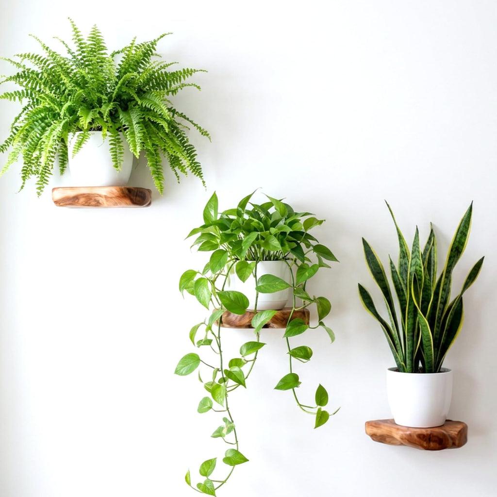 Cedar Wood Floating Plant Shelves, Set of 3