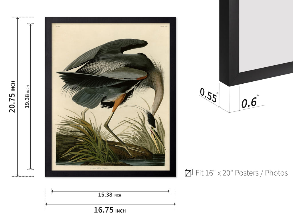 Master Vintage James Audubon Poster - Retro Great Blue Heron Print - Birds of America Art - Gift for Men, Women &
