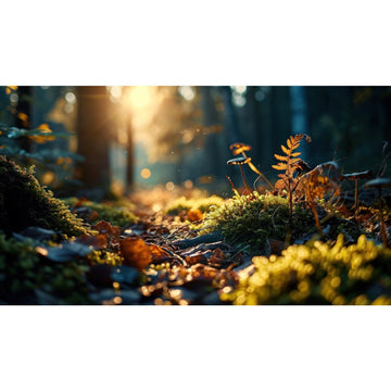 Reptile Habitat Backdrop Moss and Fern Sunset Forest Terrarium Background Peaceful Nature World Aquarium Backdrop