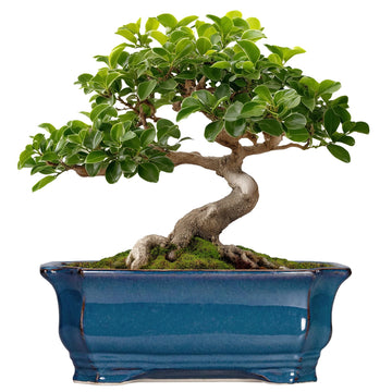 Bonsai Pots 11.6 Inch - Ceramic Succulent Pots with Drainage Hole, Rectangular Planter for Indoor Outdoor, Decorative
