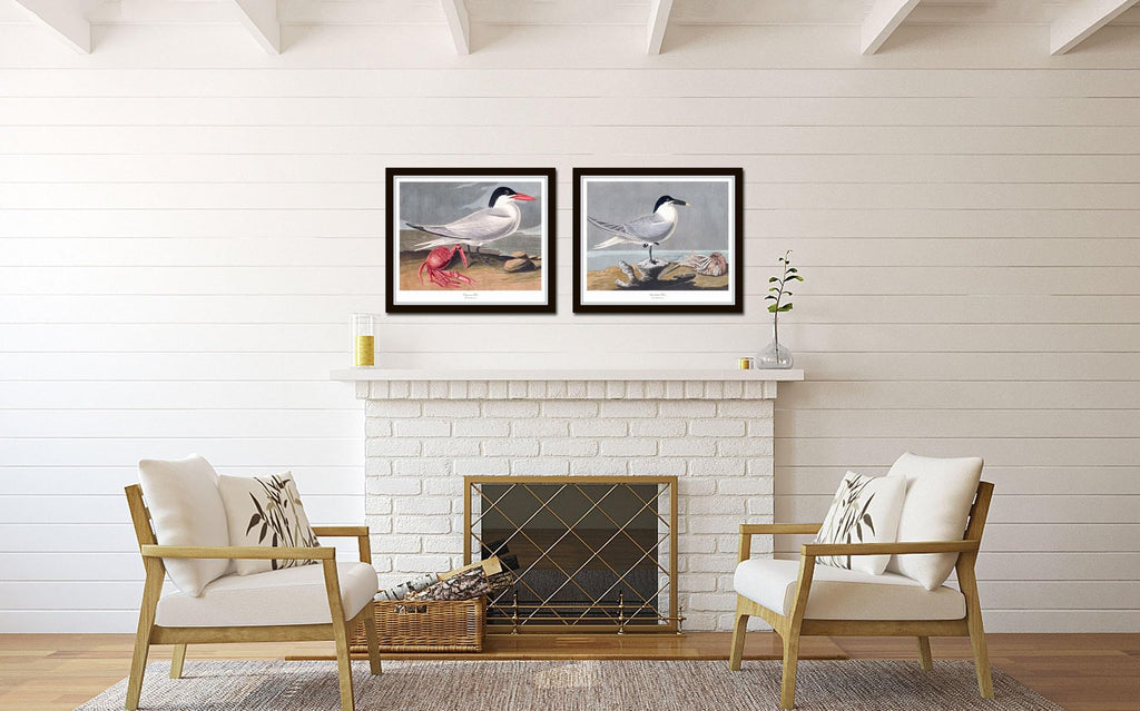 Bird Wall Art Audubon Seabirds Prints No. 6, 8X10 SET OF 2, Unframed