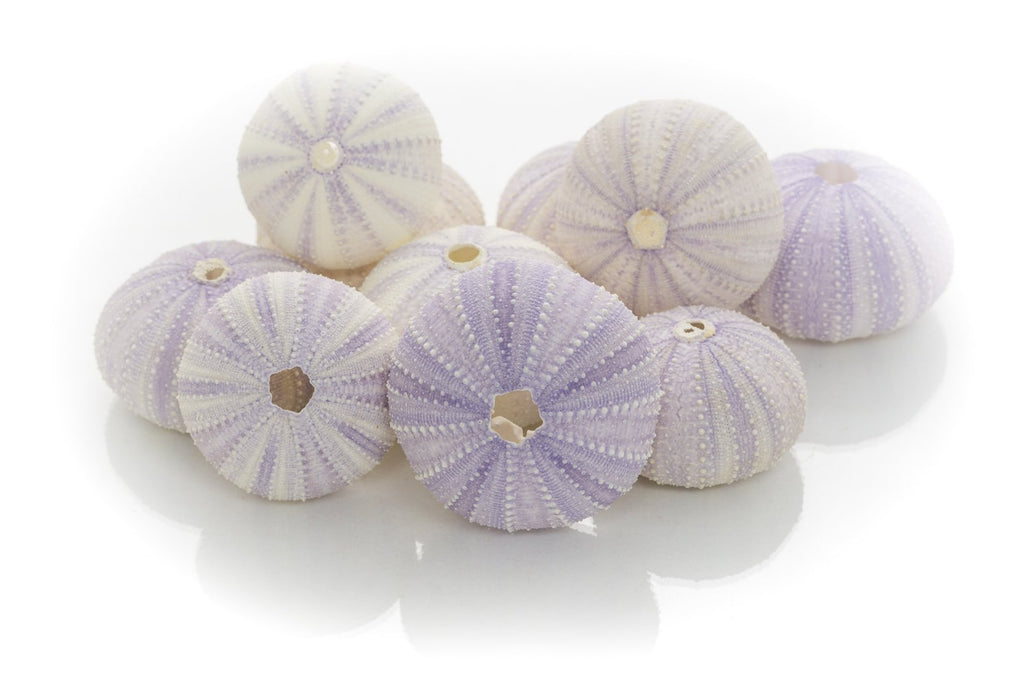 Sea Urchins Shells for Air Plants - 10 Purple (1.5-2.5") Sea Urchin Shells - Hanging Air Plant Holder - Air Plants