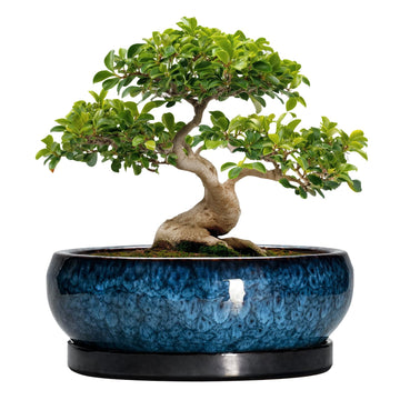 Bonsai Pots - 13 Inch Ceramic Succulent Pots for Indoor Outdoor, Large Succulent Planter with Drainage Hole and