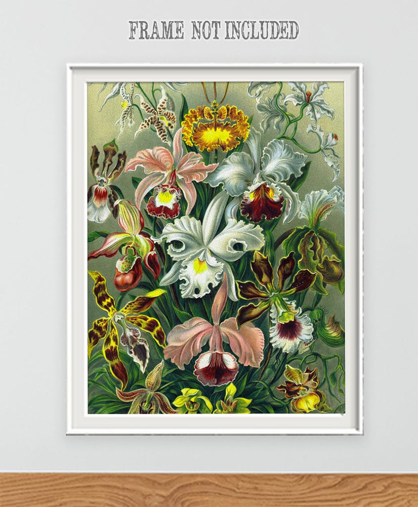 Orchid Botanical Illustration, Ernst Haeckel - 18x24 Unframed Art Print - Makes a Great Home or Office Decor and Gift