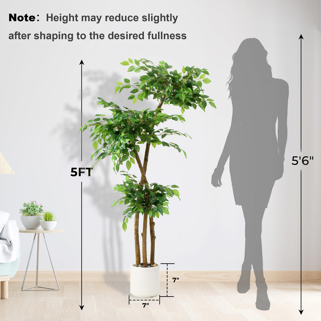 Ficus Tree with White Planter, Moss and Pebbles, 5FT