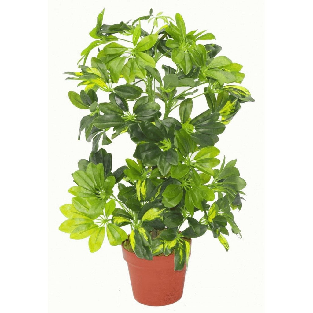 7008 75cm Artificial Schefflera Arboricola Plant Umbrella Tree Gold Capella