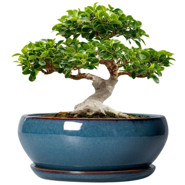 Bonsai Tree Pots - 12 Inch Ceramic Succulent Pots, Large Shallow Planter with Drainage Hole and Saucer, Bowl Round