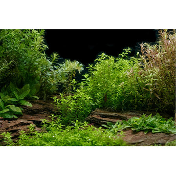 Aquarium Background Underwater Green Grass Leaves Stone Aquarium Backdrop Vivid and Fresh Green Aquatic Plant Stone