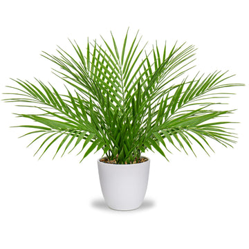 Fake Plant 15'' Artificial Palm Plant in White Pot Real Touch Faux Tropical Palm Tree Houseplant Indoor Living Room