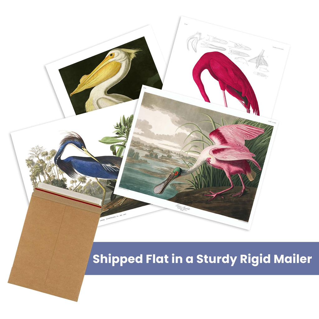 Birds Vintage Posters - Set of Wall Art Audubon Bird Poster Nature (12x16)